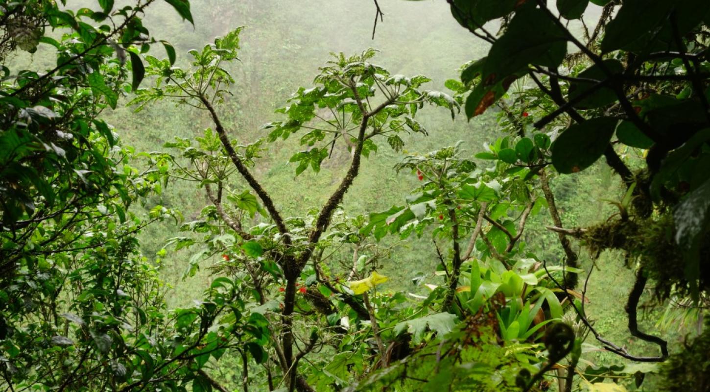 Flore Martinique, Biodiversité