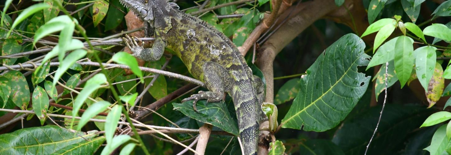 Iguane commun, Iguana iguana