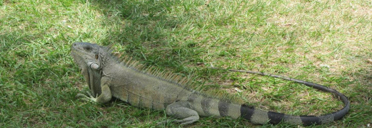 Iguane commun, Iguana iguana