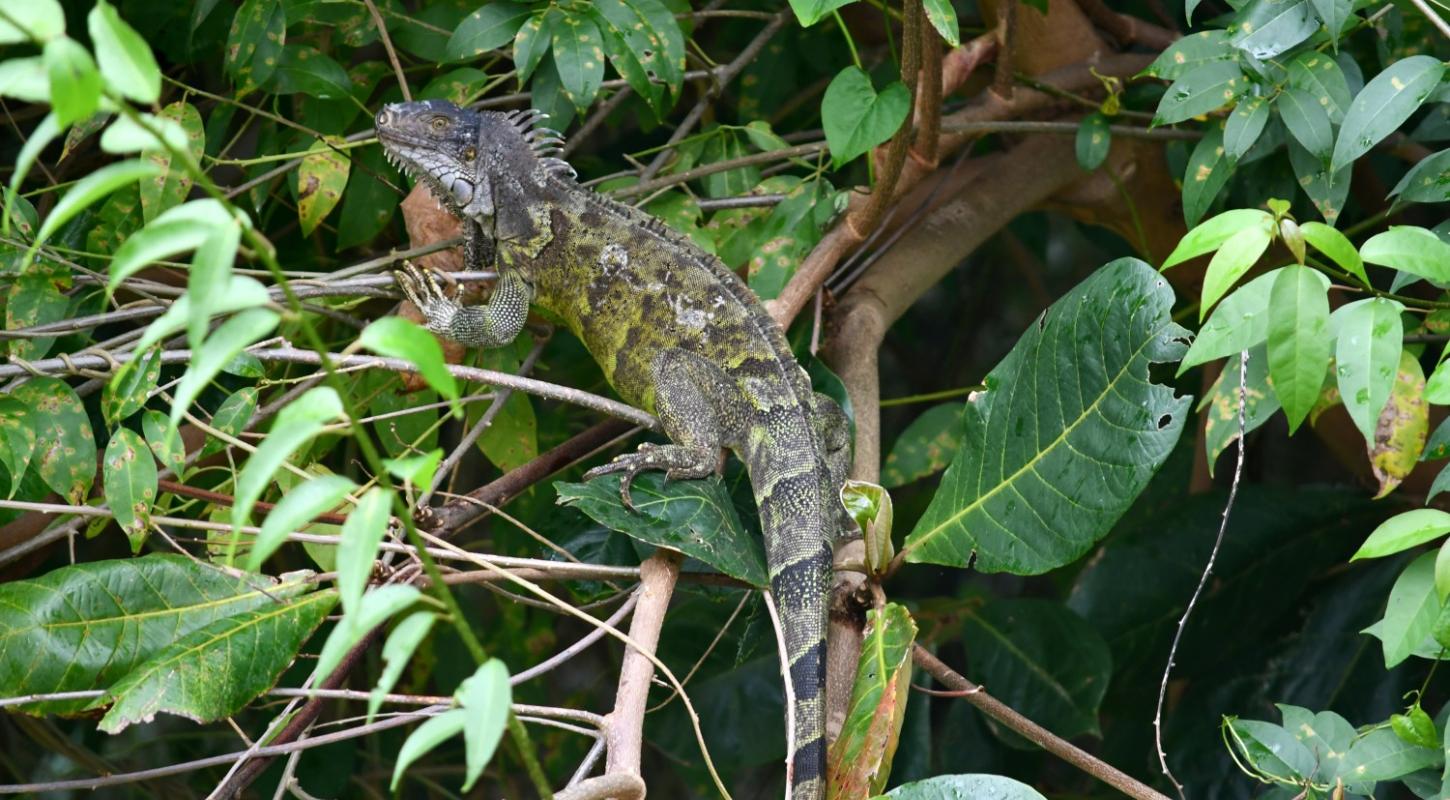 Iguane commun, Iguana iguana
