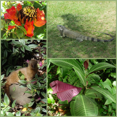 Photos d'espèces exotiques envahissantes en Martinique